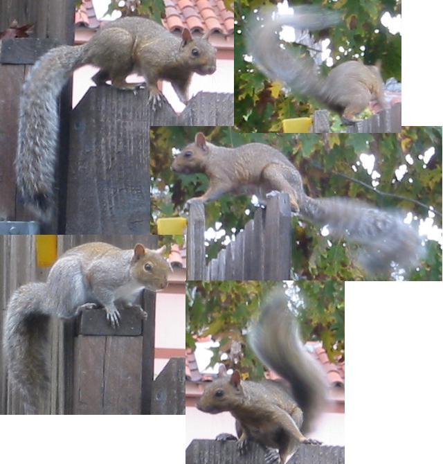
Actually just one squirrel

