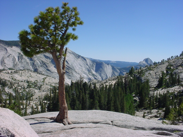 
Tree and mountains from Olmstead Point